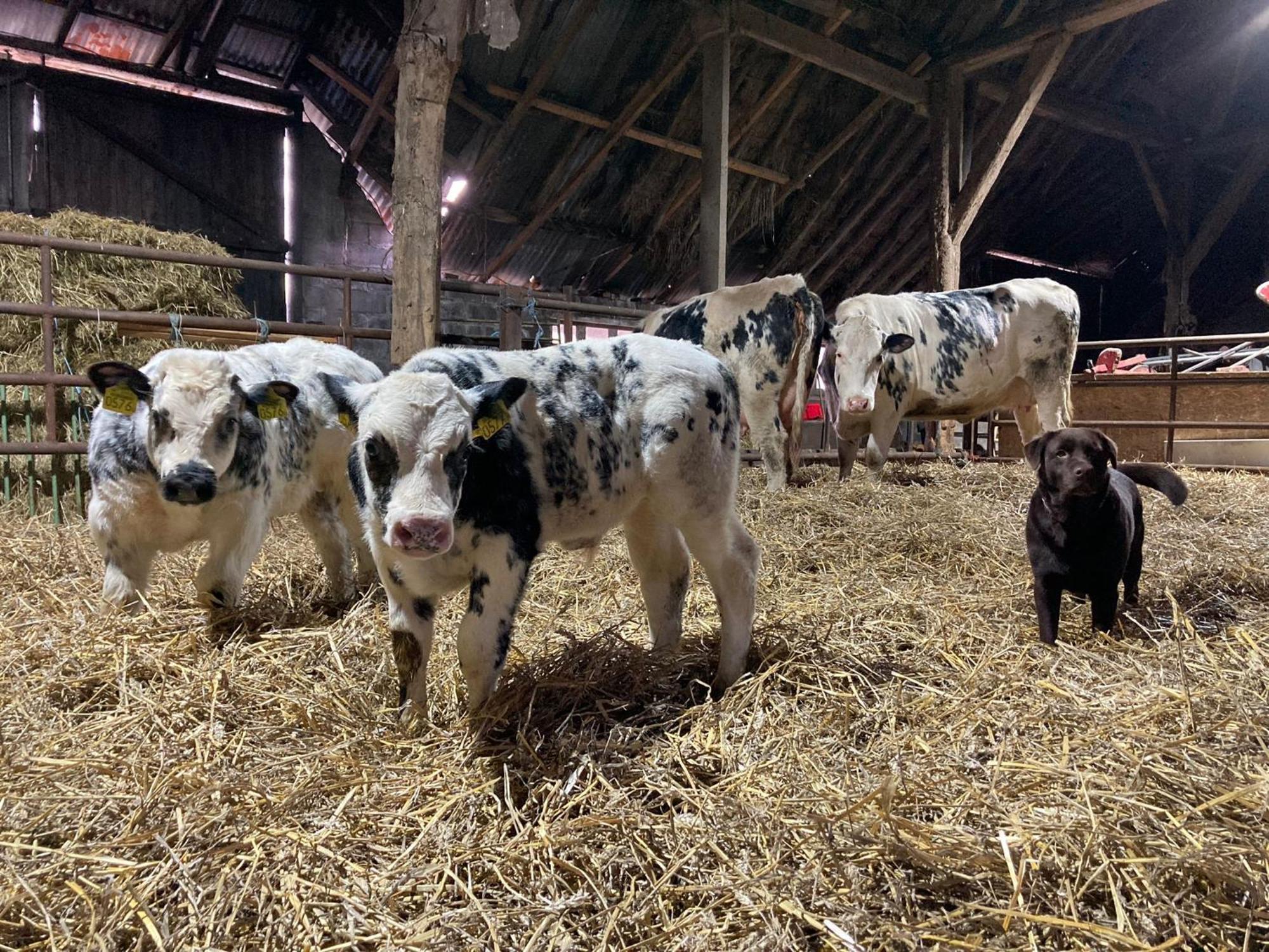 Het Karnhuis Schoondijke Bagian luar foto